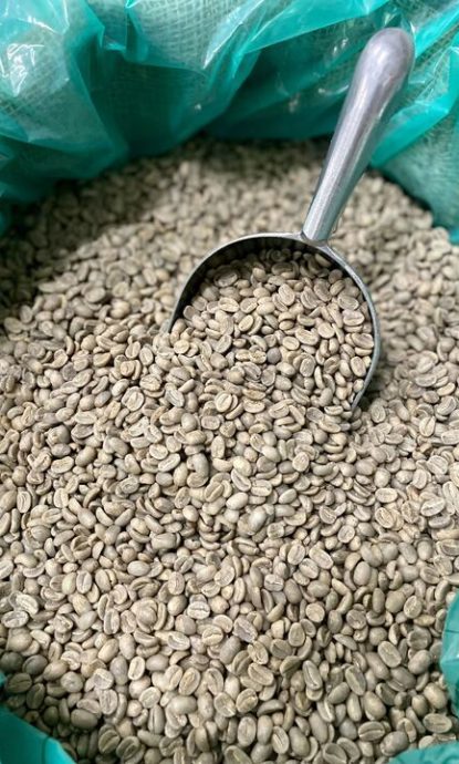 Grains de café vert avant la torréfaction