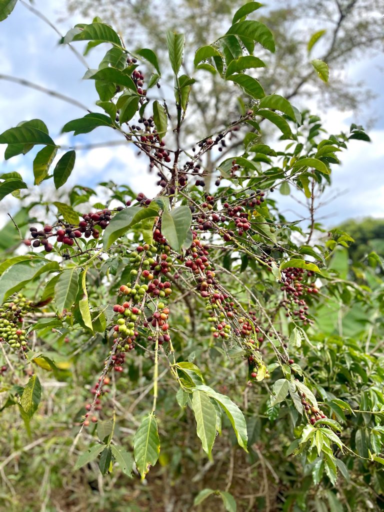 Caféier et cerises de café Arabica