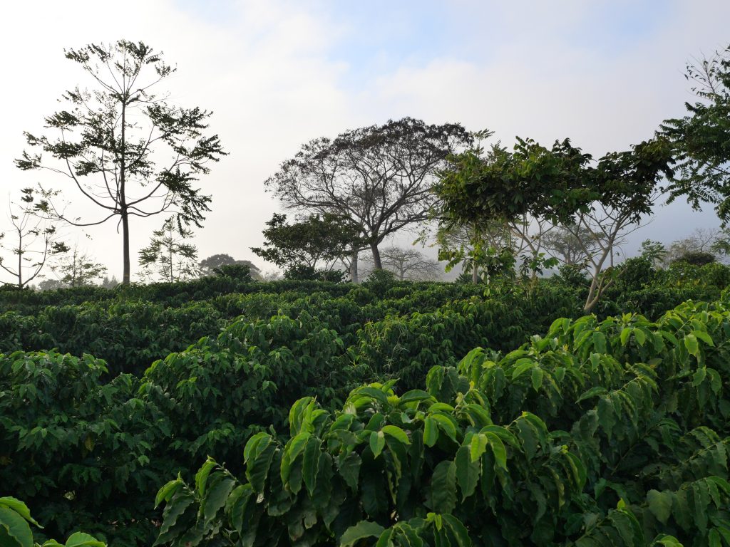 Plantation de café au Brésil en agriculture régénératrice