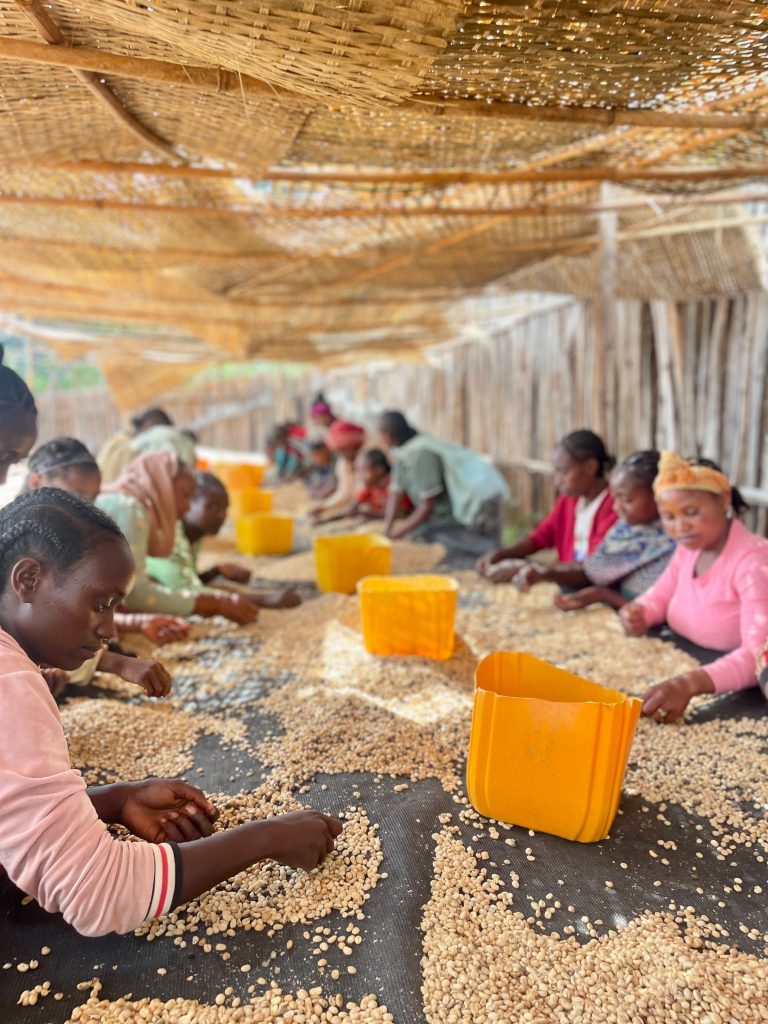 Tri manuel des cerises de café dans une plantation