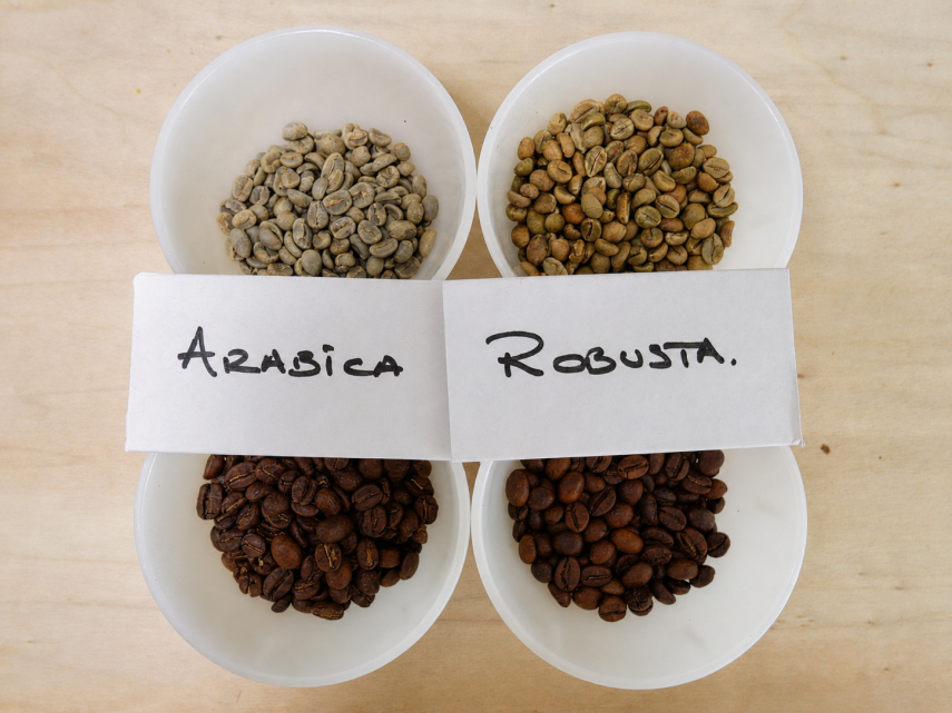 Comparaison de grains de café Arabica et Robusta verts et torréfiés