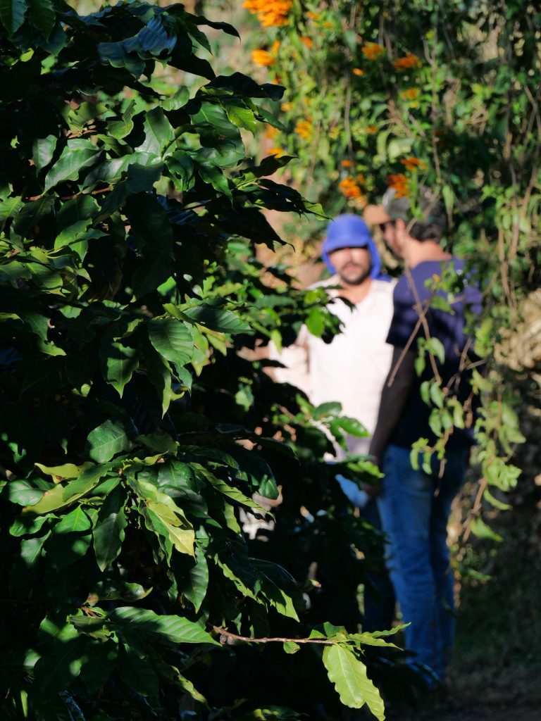 Plantation de caféiers à l'origine d'un café de spécialité